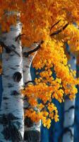 Vibrant autumn leaves adorn birch trees in a serene forest setting during early morning photo