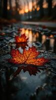 Autumn leaves with droplets reflecting the sunset over a forest stream at dusk photo