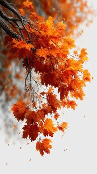 Vibrant autumn leaves gently falling from branches on a clear day in a tranquil setting photo
