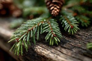 Close-up of a pine branch with dew and a pinecone on a rustic wooden surface during early morning light photo