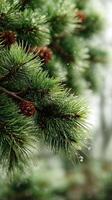 Close-up view of fresh evergreen branches with pine cones and raindrops in a forest during springtime photo