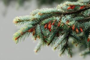 Close-up view of evergreen tree branches with new pine cones in a natural setting during springtime photo