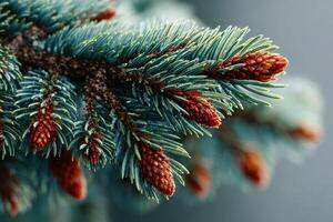 Focused view of conifer tree branches showing developing buds during early spring in a natural setting photo