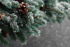 Frost-covered pine branches adorned with pine cones evoke a winter wonderland setting for seasonal festivities photo