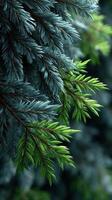 Close-up view of green and blue pine tree branches in a forest setting during daylight photo