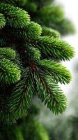 Lush green pine branches adorned with raindrops during a soft misty morning in a tranquil forest setting photo