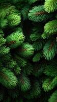Lush green spruce branches create a vibrant natural backdrop in a peaceful forest setting photo