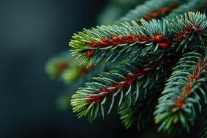 Vibrant green spruce branches showcasing pine needles and reddish-brown details in a natural setting during the early morning photo
