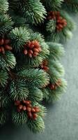 Close-up of evergreen branches with pine cones on a textured surface in a natural setting photo