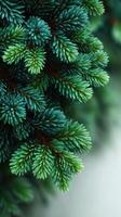 Lush green pine needles showcase vibrant hues at dawn in a tranquil forest setting photo