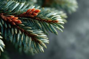 Close-up of evergreen branch showcasing fresh green needles and mature cones in tranquil natural setting photo