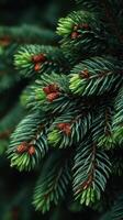 Close-up view of evergreen branches with fresh green needles and young pine cones in a forest during spring photo