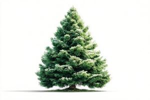 Lush evergreen tree covered in light snow in a winter landscape with a bright white background photo