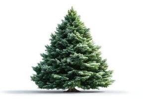 Lush evergreen tree with dense foliage beautifully displayed against a bright white background photo