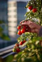 Harvesting ripe tomatoes in an urban garden setting at sunset photo
