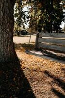 Wooden swing under a tree in a park during autumn afternoon photo