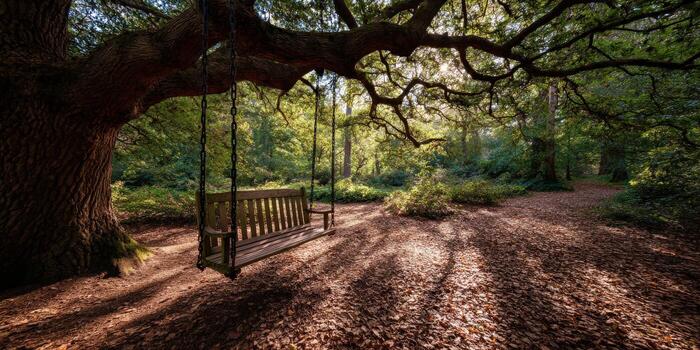 A swing under a tree in a forest photo