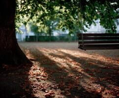 Swing hangs from tree branches in a peaceful park setting photo