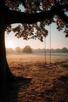 Swing hanging from a tree in a tranquil morning park photo
