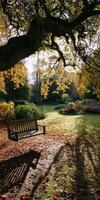 Swing hanging from a tree in a peaceful garden during autumn photo