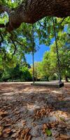 Swing hanging from an oak tree in a park during sunny day photo