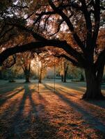 Swing hanging from a tree in a serene autumn park photo