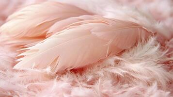A close up of a feather on a pink background photo