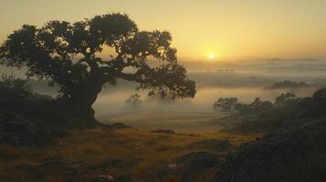 A tree in the foreground photo