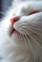 close up of a white cat's face photo