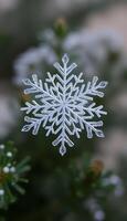 close up of a snowflake on a tree photo