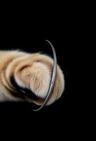 close up of a cat's paw with a metal ring around it photo