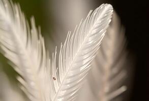 close up of a white feather with a bug on it photo