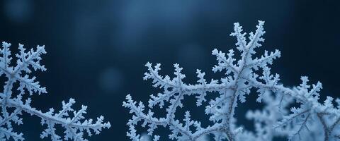 close up of a snow covered tree branch photo