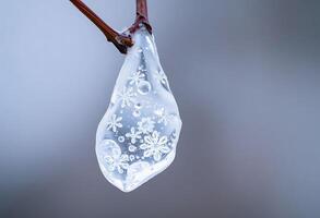 drop of water hanging from a tree branch photo