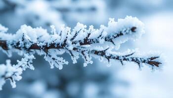 branch of a tree covered in snow photo