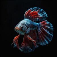 A beta fish with red and blue fins photo