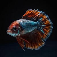 A siam fish with blue and orange fins photo