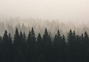 A forest of evergreen trees in the fog photo