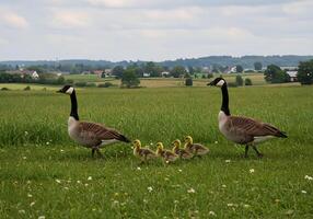 A family of geese in a field photo
