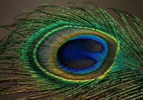 Detailed macro image of a peacock feather displaying intricate patterns photo