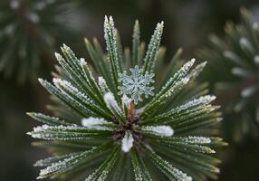 Frosted pine branch with snowflake photo