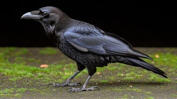 A black bird standing on a green surface photo