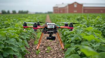 A drone is flying in a field of green plants photo