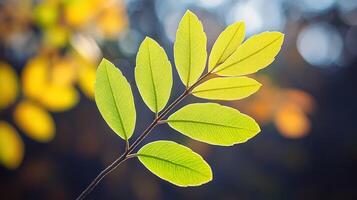 A close up of a leaf with bright green leaves photo