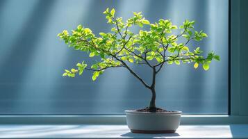 A small tree in a pot on a window sill photo