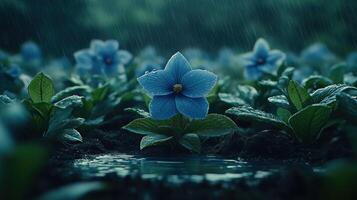 Blue flowers in the rain photo