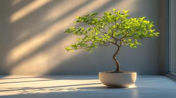 A small tree in a pot on a table in front of a window photo