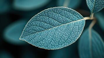 A close up of a leaf with blue veins photo