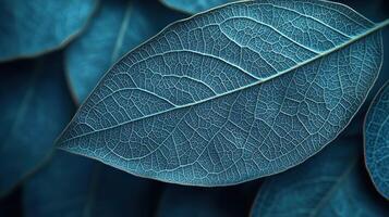 Close up of a leaf with dark blue veins photo