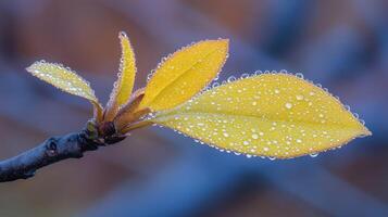 A yellow leaf with water droplets on it photo